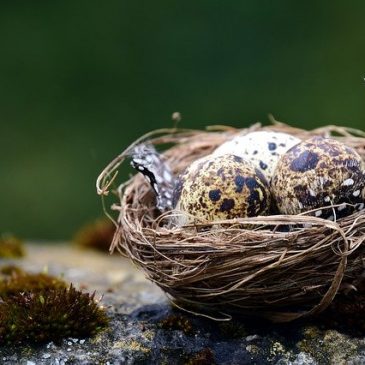 Défi n°4 : Fabriquer un joli petit nid douillet